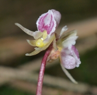 Epipogium aphyllum