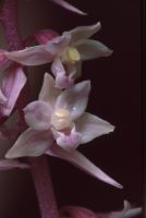 Epipactis purpurata lusus rosea