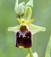 Ophrys sphegodes x Ophrys holosericea