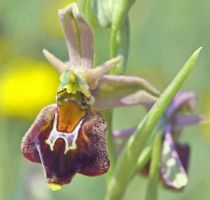 Ophrys sphegodes x Ophrys holoserica