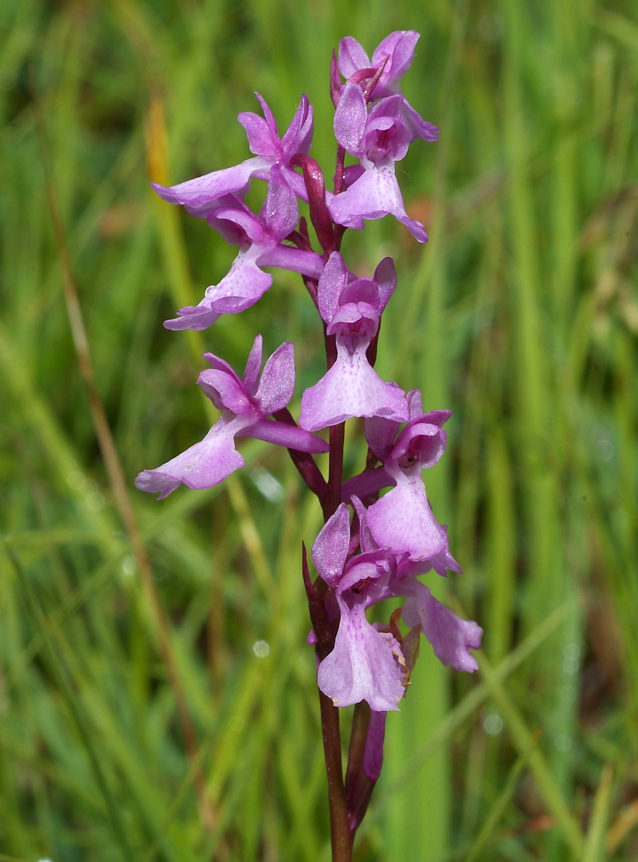 Anacamptis palustris Anacamptis palustris