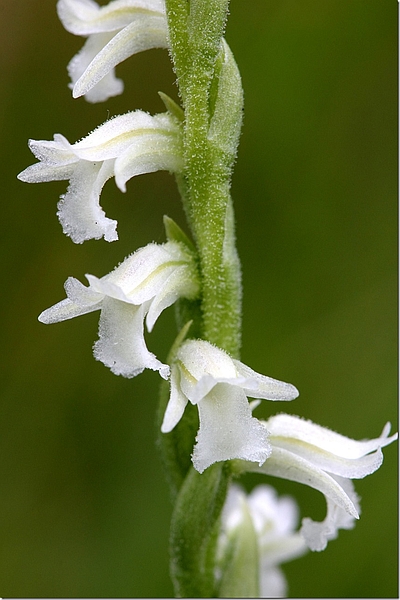 Spiranthes aestivalis, Blütenstand, Ferdinand Ellenbast