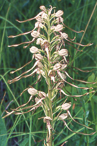 Himantoglossum hircinum, Kaiserstuhl, Juni 1970 