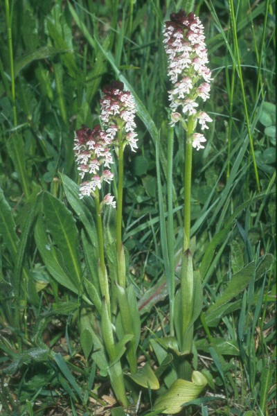 Orchis ustulata, Donzdorf, Werner Hiller