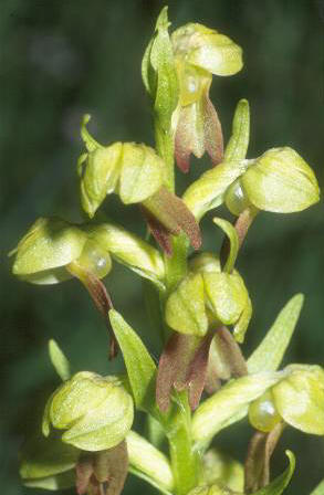 Coeloglossum viride, Schwäbische Alb, Manfred Kalteisen