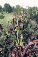 Ophrys bornmuelleri subsp. carduchorum