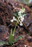 Orchis anatolica