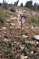 Orchis anatolica