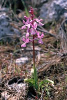 Orchis anatolica