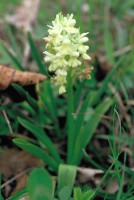 Dactylorhiza romana subsp. georgica