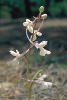 Orchis anatolica