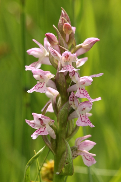 Dactylorhiza incarnata, Blütenstand, Wangen im Allgäu, 07.06.2007, Ferdinand Ellenbast