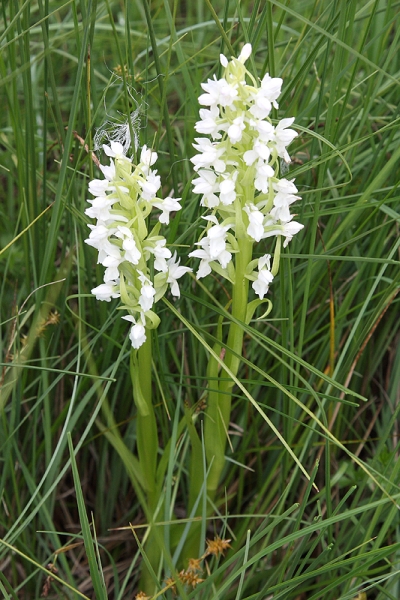 Dactylorhiza incarnata, Blütenstand, Wangen im Allgäu, 11.06.2008, Ferdinand Ellenbast