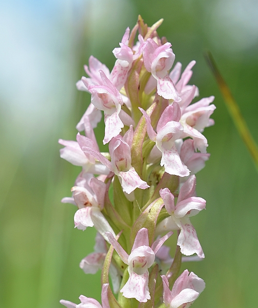 Dactylorhiza incarnata, Blütenstand, Oberrhein, 14.06.2012, Christian Schlomann