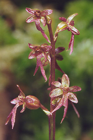 Neottia cordata, H. Rauschenberger