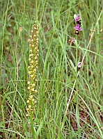 Ophrys holosericea und Aceras anthropophorum