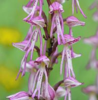 Aceras anthropophorum x Orchis militaris