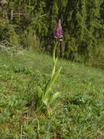 Aceras anthropophorum x Orchis militaris