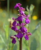 Anacamptis morio