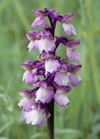 Anacamptis morio