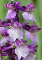 Anacamptis morio