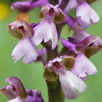 Anacamptis morio