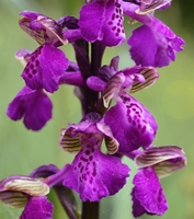 Anacamptis morio