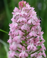 Anacamptis pyramidalis