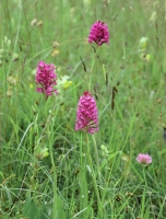 Anacamptis pyramidalis