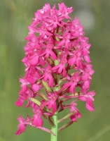 Anacamptis pyramidalis