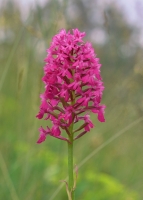 Anacamptis pyramidalis