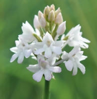 Anacamptis pyramidalis