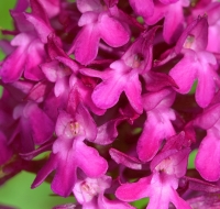 Anacamptis pyramidalis