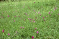 Anacamptis pyramidalis