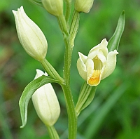 Cephalanthera damasonium