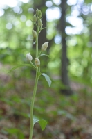 Cephalanthera damasonium