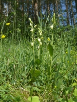 Cephalanthera damasonium