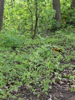 Cephalanthera damasonium