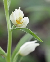 Cephalanthera damasonium