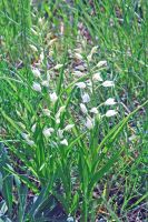 Cephalanthera longifolia