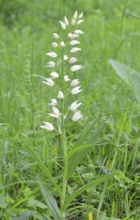 Cephalanthera longifolia