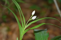 Cephalanthera longifolia