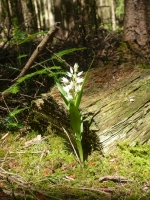 Cephalanthera longifolia