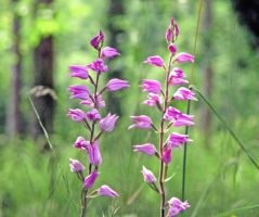 Cephalanthera rubra