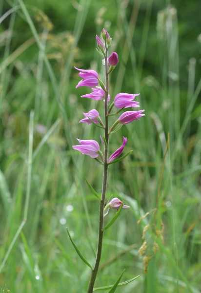 Cephalanthera rubra