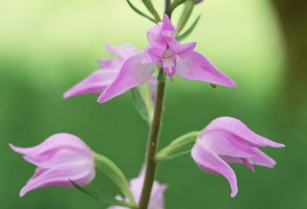 Cephalanthera rubra