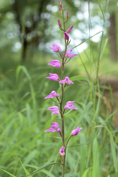 Cephalanthera rubra