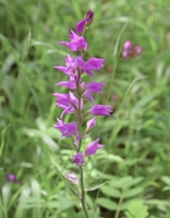 Cephalanthera rubra