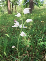 Cephalanthera rubra