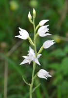 Cephalanthera rubra